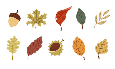 HandDrawn Autumn Leaves and Nuts Collection on isolated White