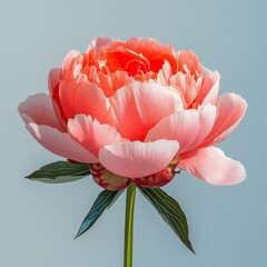 Coral Peony Bloom, Soft Pastel Flower, Elegant Spring Blossom