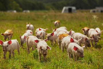 Eco pig farm in the field in Denmark. Cute piglets in the pasture