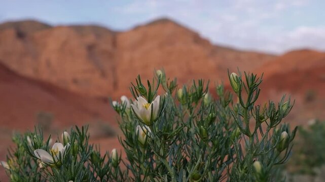 Common harmala, or common graveyard, Peganum harmala desert flower against the backdrop of the Red Mountains Boguty ridge Kazakhstan in spring