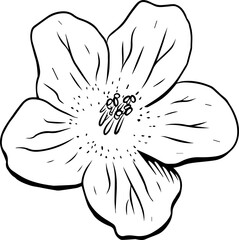 Naklejka premium Showing vector line-art flower with five veined petals and stamen cluster on transparent background