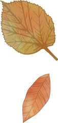 Two detailed autumn leaves are floating in flat vector design on transparent background