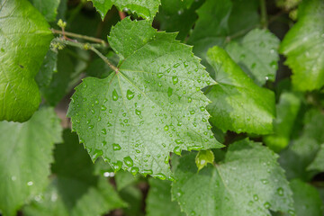 Grape Vine Leaves with Dew Drops in Bright Natural Light
