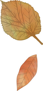 Fototapeta Two detailed autumn leaves are floating in flat vector design on transparent background