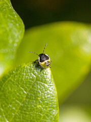 a small black and green 2nd instar nymph green shield bug sitting on the top of a green leaf with blurred green background