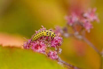 top view close-up view of a yellow black larva of the 22-spot ladybird on a pink blossoms in sunlight 