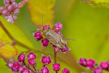 close-up view of a green brown plant bug Lygus pratensis on pink blossoms with blurred background
