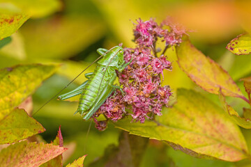 top view close-up of a small green bush cricket on a pink blossom and yellow leaves