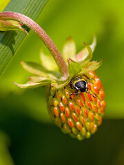 a small black and green 2nd instar nymph green shield bug sitting on an unripe red wild strawberry...