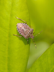 dorsal close-up of a brown marmorated stink bug on a green leaf in the sunlight