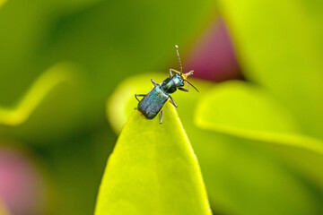 close-up view of a green metallic shining Clanoptilus elegans beetle and green blurred background
