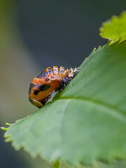 side macro of a black and orange pupa of the multicolored Asian lady beetle in front of a blurred dark background