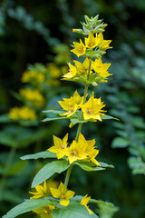 the edible lysimachia punctata in sunlight, also known as spotted loosestrife or golden loosestrife