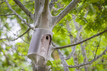 a tree trunk with birdhouse covered with the white silk net of the ermine moth