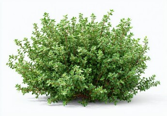 Obraz premium Lush, rounded shrub with small, dense, bright green leaves and reddish-brown stems, isolated on white