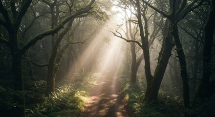 Fototapeta premium Sunbeams through misty forest path