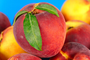 Fresh, fuzzy peaches with green leaves stand out against blue background, summer charm.
