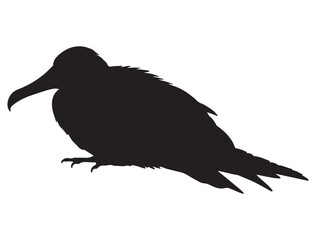  FRIGATEBIRD SILHOUETTE