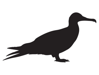  FRIGATEBIRD SILHOUETTE