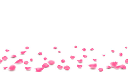 Lovely banner floral pastel pink color. Rose petals on floor background