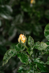 Yellow rose bud close-up in a lush green garden during daylight hours