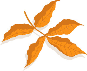 Stylized orange vector leaf is floating over transparent background with five veined leaflets