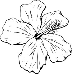 Stylized hibiscus bloom floating in outline sketch, showing veins, stamen on transparent background