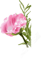 Pink peony bloom is displaying petals, foliage and translucent tape against transparent background