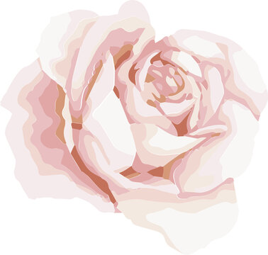 Fototapeta Stylized rose illustration featuring layered pale pink, cream petals showing transparent background