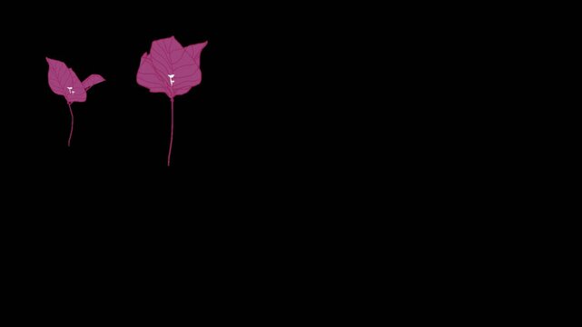 Two twisting pink bougainvilleas flowers on the transparent background