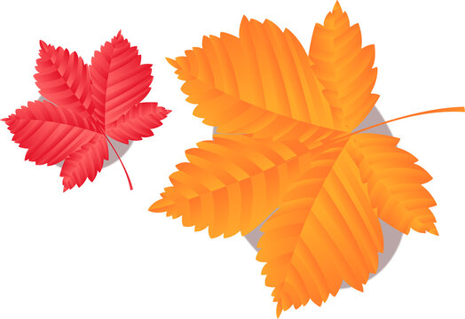 Fototapeta Two autumn leaves floating on transparent background in flat design, showing gradient shading