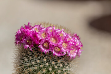 Mammillaria cactus in pink blooming flowers.
