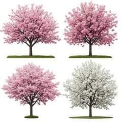 Fototapeta premium cherry tree in bloom
