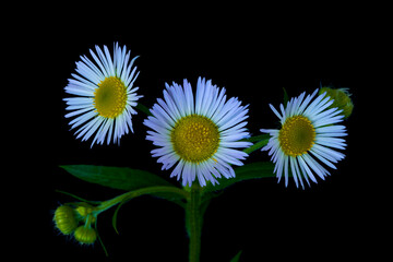 Phalacrolóma ánnuum flowers grow in garden