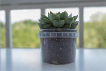 Echeveria Elegans succulent in the home garden.