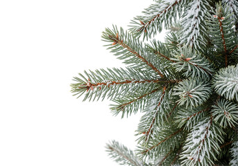 christmas tree branches