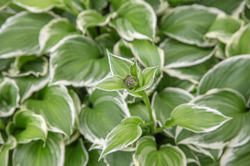 Variegated Hosta Leaves with Emerging Flower Bud in Garden