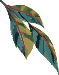 Showing three stylized variegated leaves highlighting red midribs on transparent background