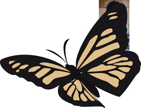 Flat butterfly is floating on transparent background with black veins and pale yellow pattern