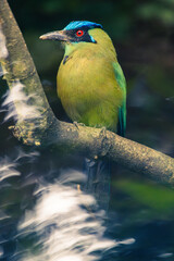 A vibrant Blue-crowned Motmoto perched quietly on a tree branch in a tropical forest.