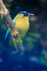 A vibrant Blue-crowned Motmoto perched quietly on a tree branch in a tropical forest.