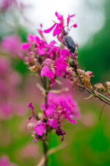 Close-Up of a Wild Pink Forest Flower on Dark Green Background