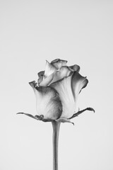 Minimalist black and white flower on neutral background.