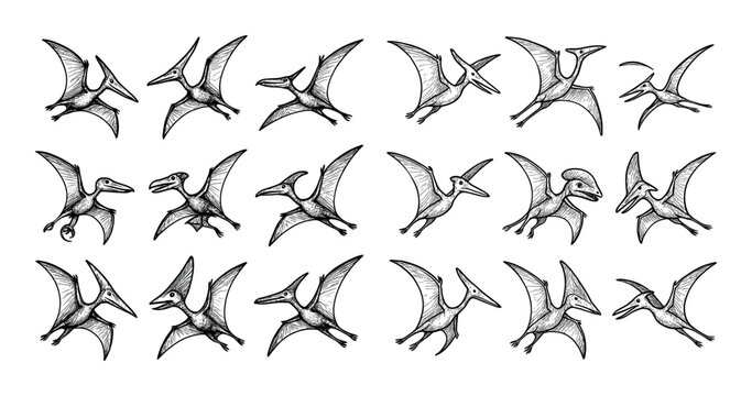 Flying Reptile Icons