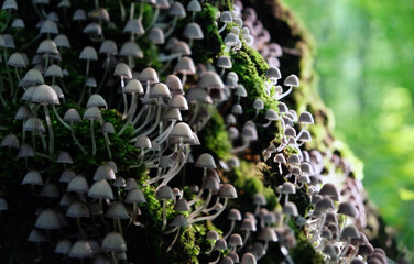 many small mushrooms grow on tree trunk close up, abstract natural backdrop. forest nature image with little toadstool mushrooms. Harvest season, mushrooms picking concept