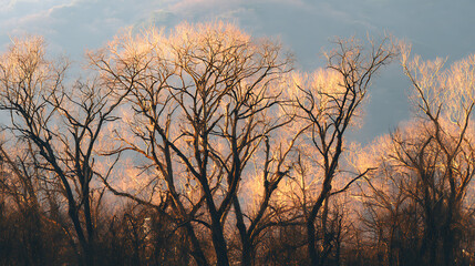 Obraz premium Golden-Hour Bare Trees In Shilin Forest, Perfect For Contemplative Or Seasonal Concepts