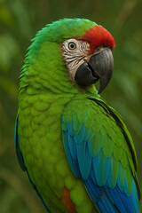 Obraz premium blue and yellow macaw