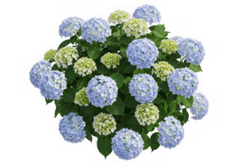 Top view of lush blue and white hydrangea bush