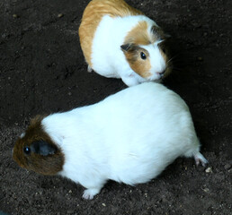 Two guinea pigs (Cavia porcellus) run on dark soil. One has white and brown fur with patches around its ears and eyes, while the other has a mostly white body with a brown face.