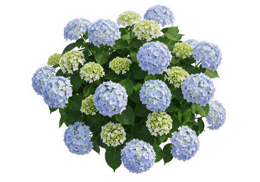 Top view of lush blue and white hydrangea bush